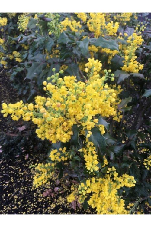 Mahonia Aquifolium Mahonya Çalısı, 40-60 Cm, Saksıda