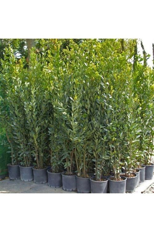 Tüplü 40-60 cm Defne Ağacı Laurus Nobilis Fidanı