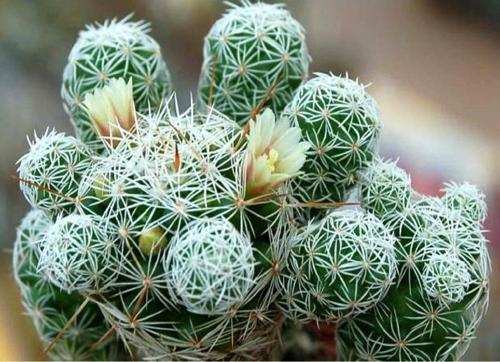Mammillaria Gracilis Kaktüs