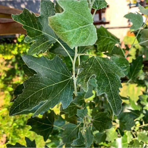 Tüplü Ak Kavak (populus Alba) Fidanı