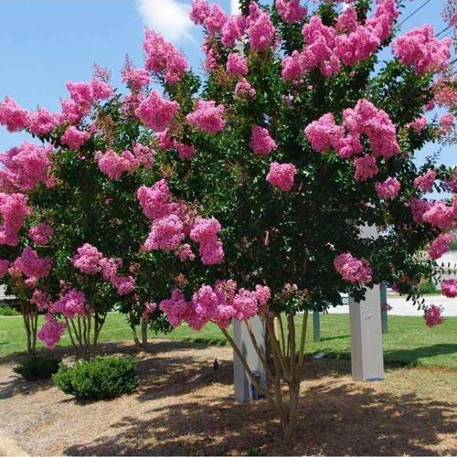3 Adet Saksıda Pembe Çiçekli Oya Ağacı (BOY 30 ILA 40 CM)