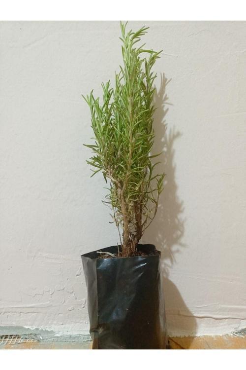 3 Adet Tüplü Saksılı Biberiye Fidesi 20 cm