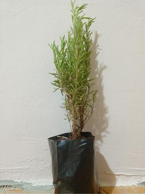 3 Adet Tüplü Saksılı Biberiye Fidesi 20 cm