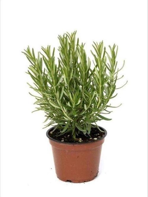 Biberiye Kuşdili Fidesi 10-20 Cm