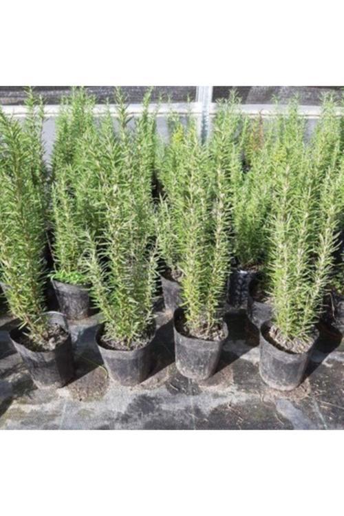 Biberiye Saksılı 20-30 Cm