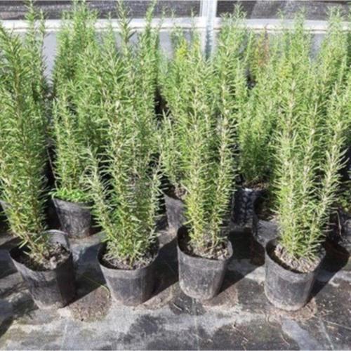 Biberiye Saksılı 20-30 Cm