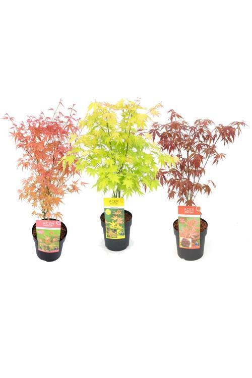 Bir Yeşil Bir Kırmızı Japon Akçaağaç Fidanı Acer Palmatum 30-50 Cm