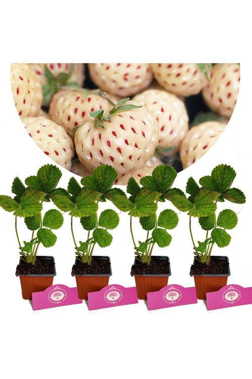 4 Adet Beyaz Çilek Fidesi- Pineberry