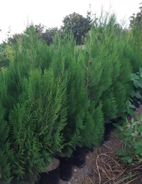 4 Adet Tüplü Çit Mazı Çamı Fidanı Yaş 2 Boy 40-60cm