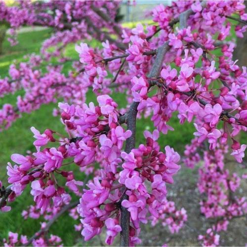 Tüplü Cezbedici Kokulu Erguvan Ağacı Fidanı (60-100 Cm)