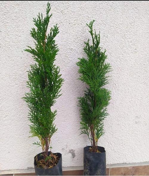 Mazı Fidanı 2 Yaş (SMARGAT)
