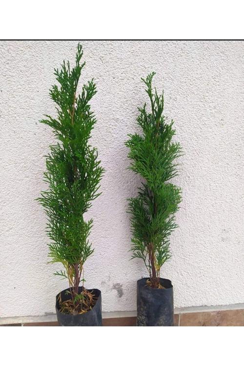 Mazı Fidanı 2 Yaş (smargat) Tüplü