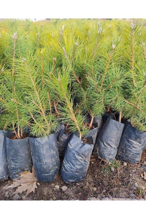 Çam Fidanı Pinus- Dayanıklı Ve Hızlı Gelişen, 40 Cm Boy