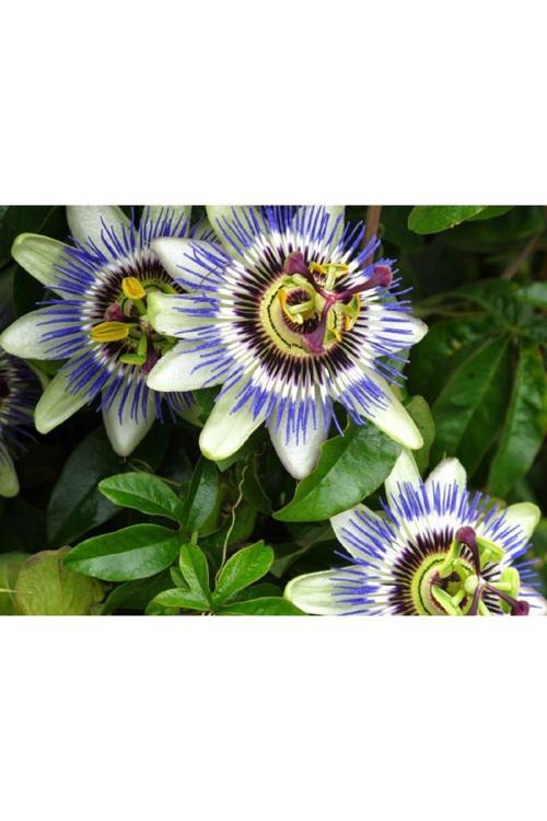 Çarkıfelek Meyvesi Fidesi Passiflora) 20-30 cm Mavi Çiçek