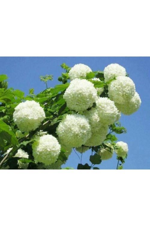Çınar Kartopu Çiçeği Fidanı 60 Cm