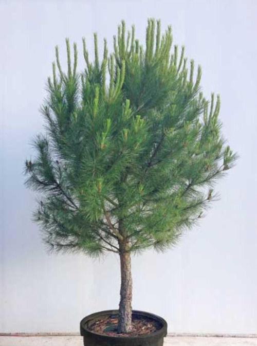 Tüplü Fıstık Çam Fidanı Yaş 3 Boy 100-120cm