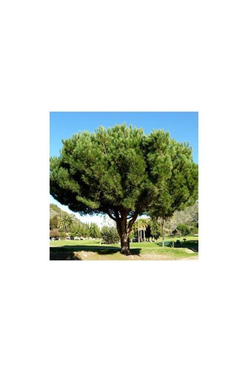 Tüplü Fıstık Çamı Pınus Pınea Fidanı 20 - 30 Cm
