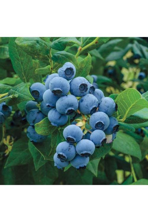Meyve Vermeye Hazır Saksıda Bluberyy Yaban Mersini (MAVİ YEMİŞ) Fidanı 20-40cm
