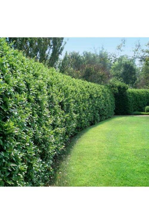 Çit Bitkisi Ligustrum Kurtbağrı Fidanı Boy 80-100cm