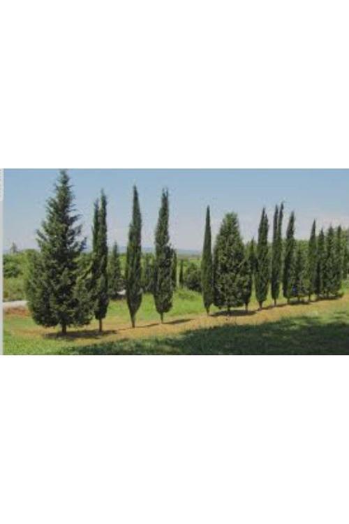 Mezarlık çam kabir ağacı fidanı 90/110 cm