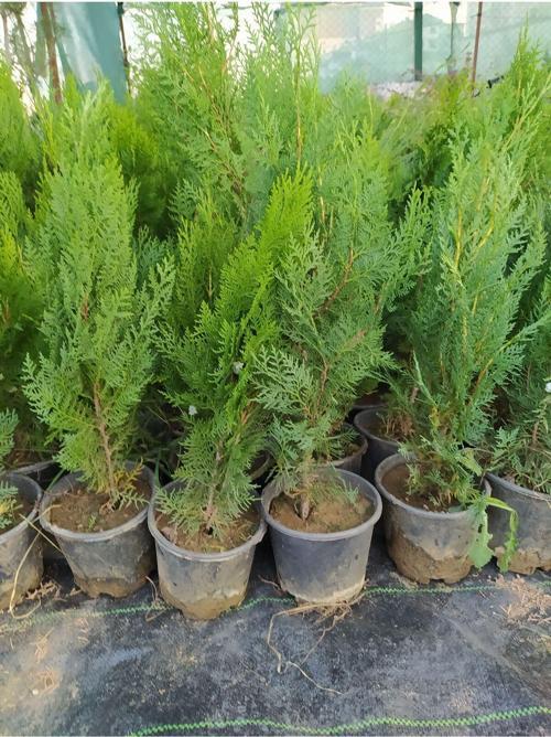 Çit Mazı Pramit Mazı 40-70 cm