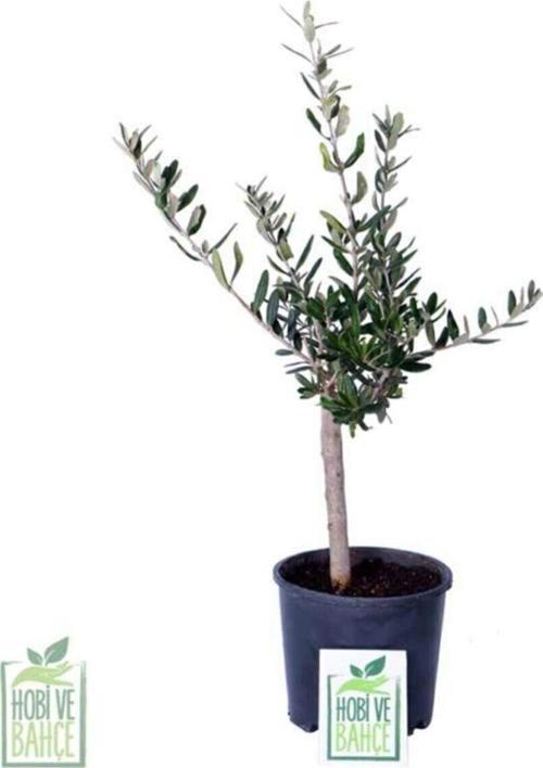 Mini Zeytin Ağacı - Olea Ssp - Bitki Boyu 40 cm