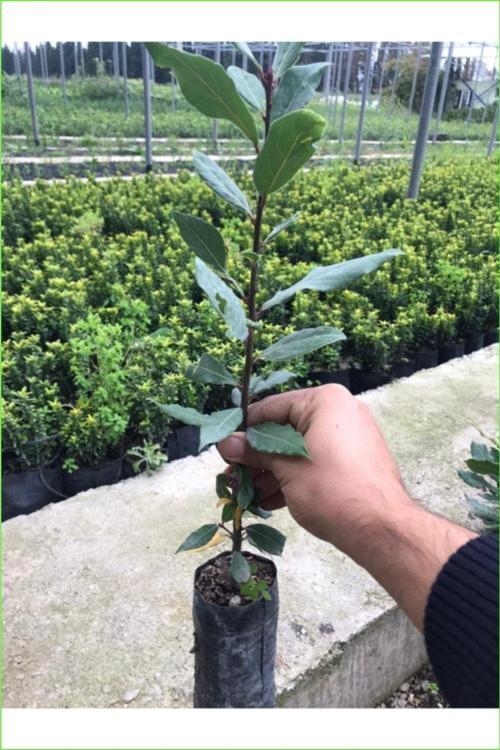 Defne Fidanı 40-60 Cm