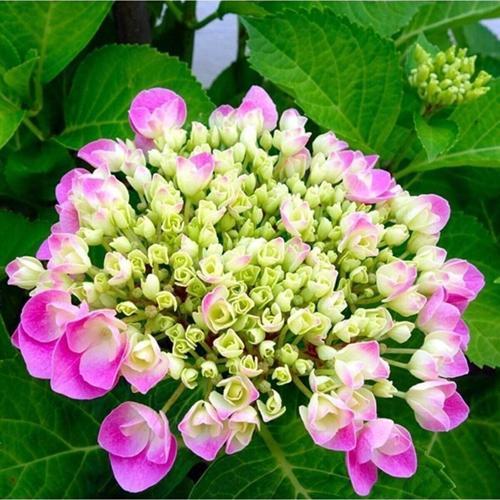 5 Adet Saksıda Gösterişli Pembe Ortanca Fidanı 30cm