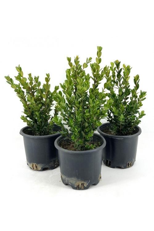 Dekoratif Şimşir Fidanı (30 40 CM)3 Adet Saksılı Dış Mekan Bitkisi Buxus Sempervirens
