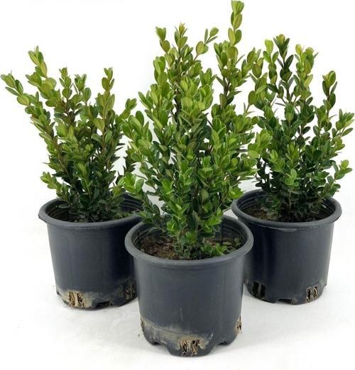Dekoratif Şimşir Fidanı (30 40 CM)3 Adet Saksılı Dış Mekan Bitkisi Buxus Sempervirens