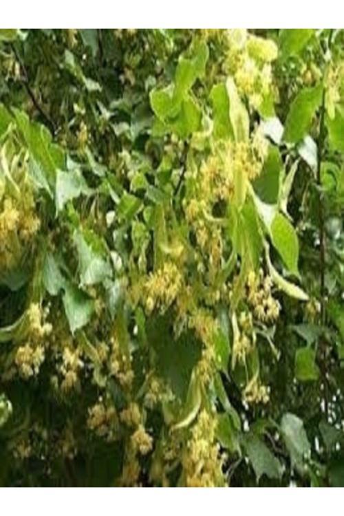 Tüplü Ihlamur Ağacı Fidanı
