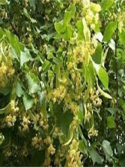 Tüplü Ihlamur Ağacı Fidanı