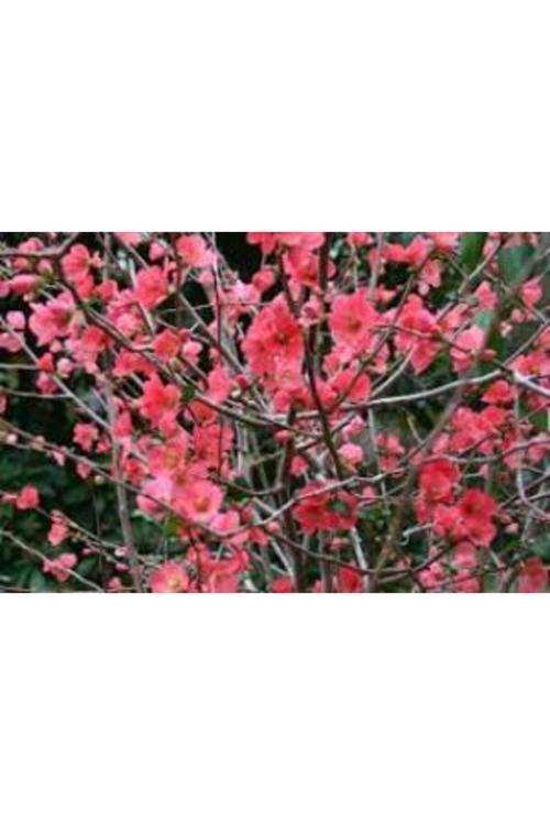 Tüplü Japon Ayvası Bahar Dalı Fidanı 20-30 Cm Chaenomeles Japonica