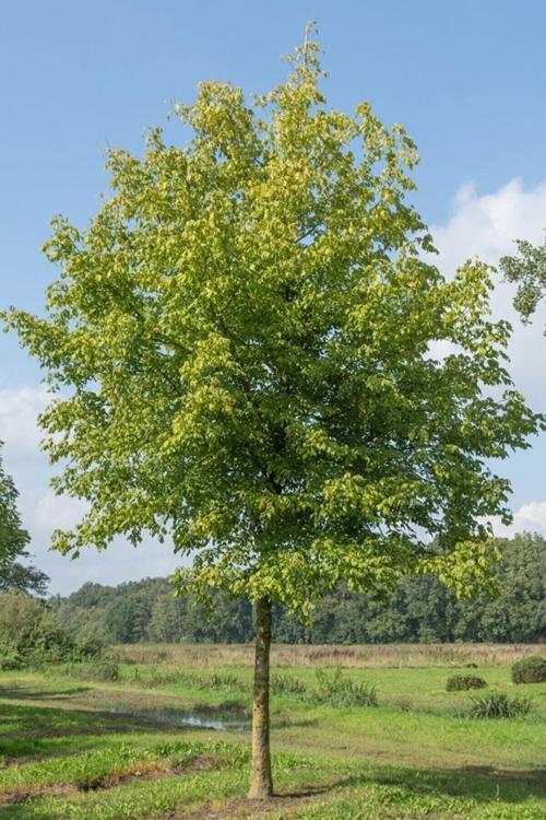 Diş Budak Ağacı Fidanı (50 -80 Cm Tüplü Yeşil Yapraklı)