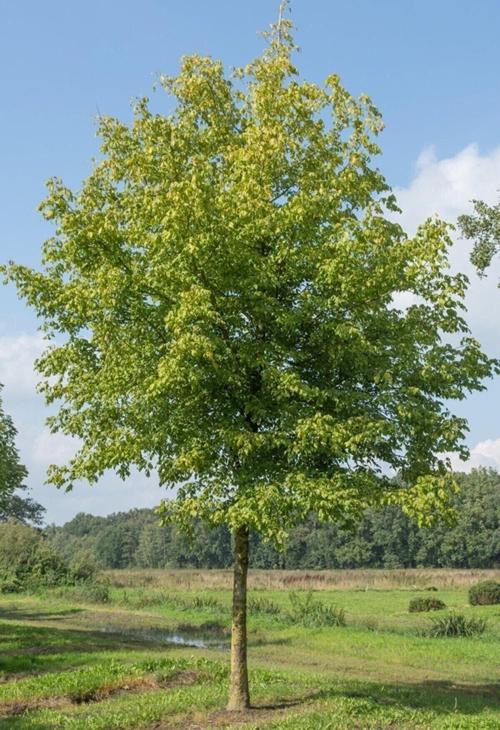 Diş Budak Ağacı Fidanı (50 -80 Cm Tüplü Yeşil Yapraklı)