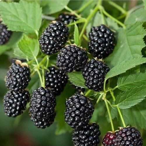 Tüplü Jumbo Böğürtlen Fidanı 1 Yaş - Iri Meyveli