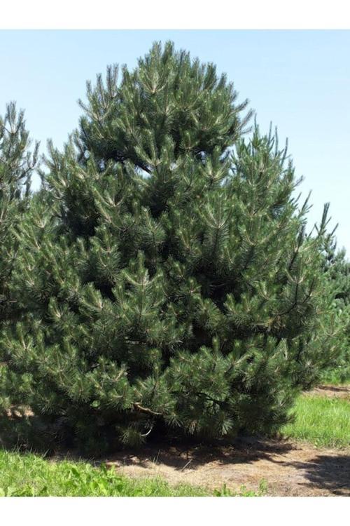 Tüplü Kara Çam Fidanı Yaş 2 Boy 80-100cm
