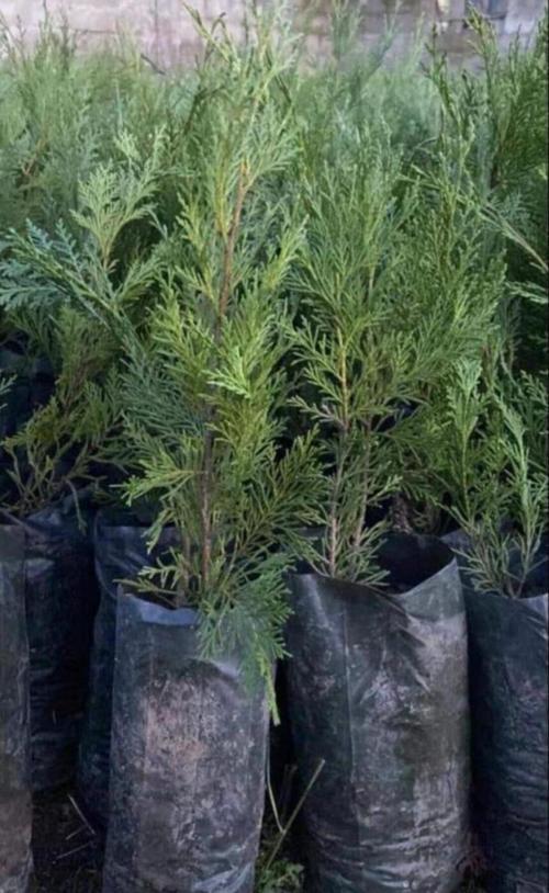 6 ADET - Leylandi Fidanı 40-60 cm boy - Cupressocyparis Leylandii -