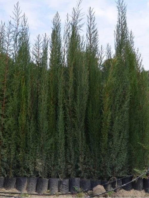 6 Adet Tüplü Kara Servi Boy 90-120cm