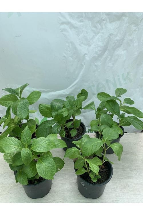 Ortanca Fidesi 5 Adet