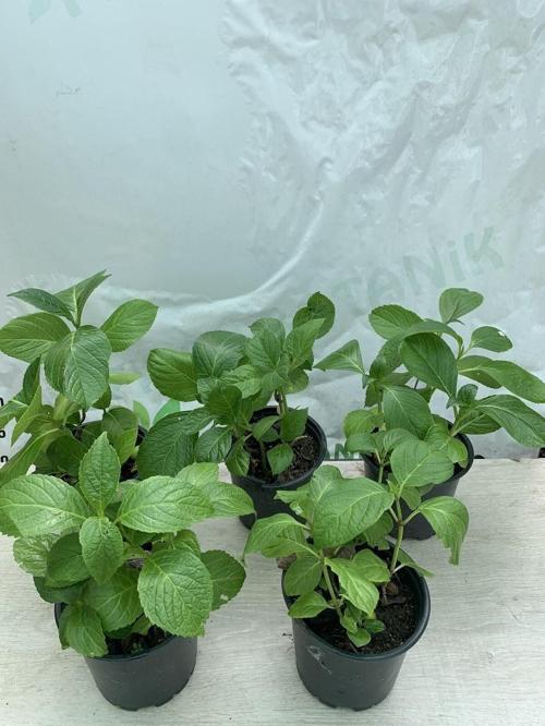 Ortanca Fidesi 5 Adet