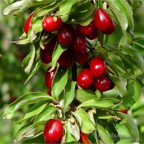 Tüplü Kızılcık Fidanı 40-70 Cm