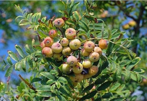 Ovaz Sorbus Domestica Üvez Fidanı Tüplü 60-80cm