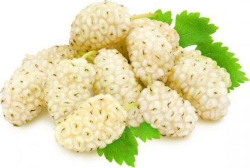 Dut Fidanı 1 Adet 50 Cm Ak Dut Beyaz Dut 2 Yaş Yediveren Dut Iri Dut