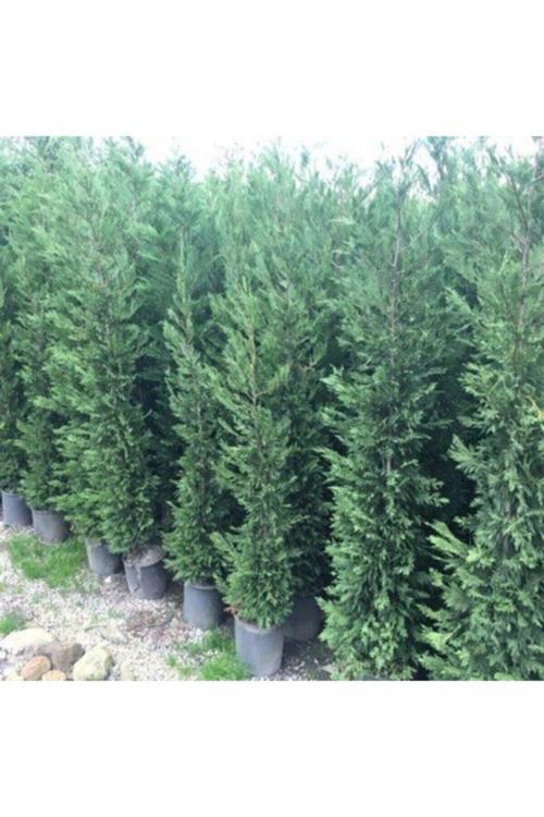 Tüplü Leylandi Fidanı 50-70cm