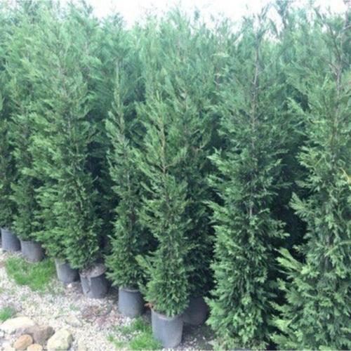 Tüplü Leylandi Fidanı 50-70cm
