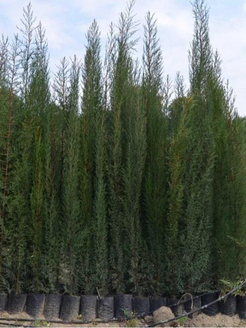 8 Adet Tüplü Kara Servi Boy 90-120cm