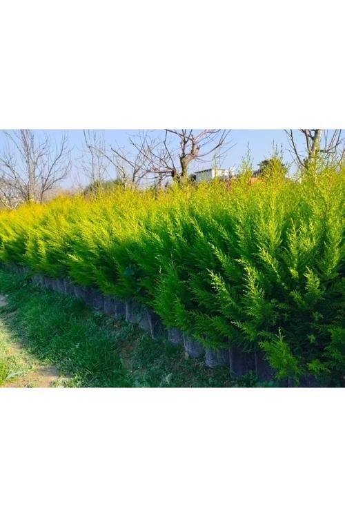 Tüplü Limoni Servi Fidanı (boy 20-50 Cm)