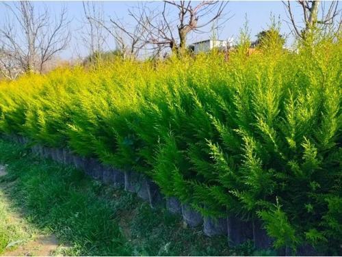 Tüplü Limoni Servi Fidanı (boy 20-50 Cm)