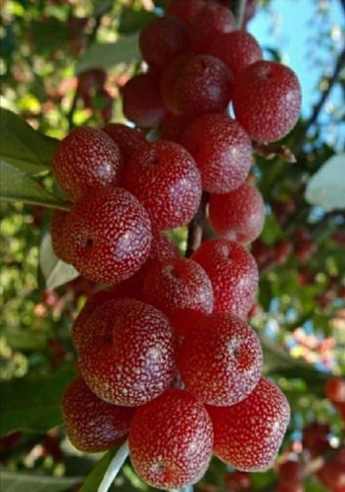 Elaeagnus umbellata - 2 Yaşında Tüplü Güz Yemişi Fidanı 80-100 cm